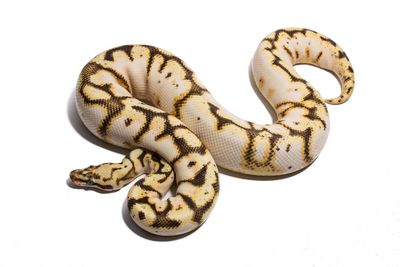 Directly above shot of snake against white background