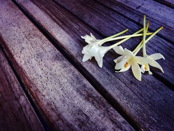 High angle view of flowers on table