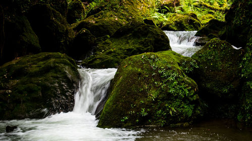 Scenic view of waterfall in forest