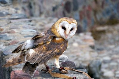 Close-up of owl perching outdoors