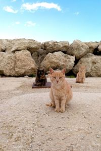 Portrait of cat on rock