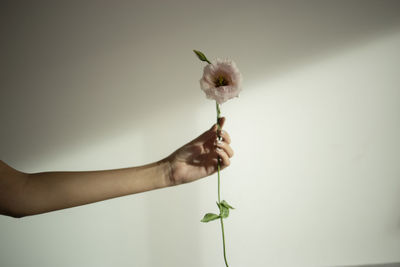 Close-up of hand holding white flower against wall