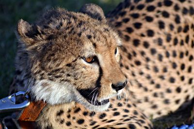 High angle view of cheetah