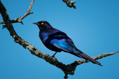Ruppell long-tailed starling perches on lichen-covered branch