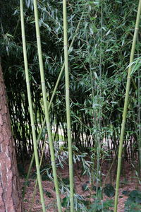 Close-up of bamboo trees in forest