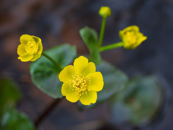 Close-up of yellow flowering plant