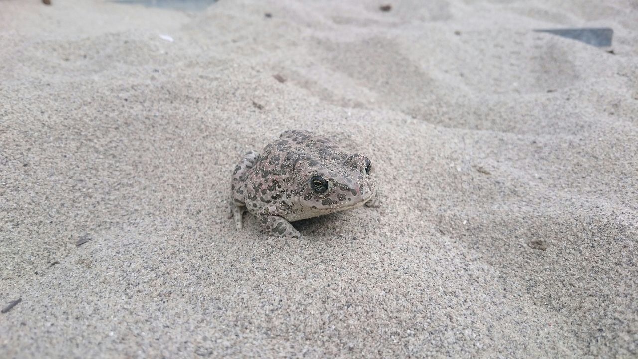 Toadinthesand