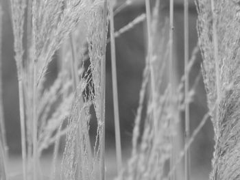 Close-up of wheat plants