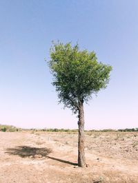 Tree on field against clear sky