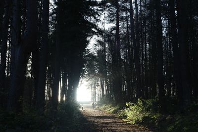 Footpath amidst trees on field