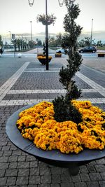 Yellow flowers on railroad track