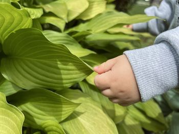 A small child's hand reaches the green leaves of hosta. proximity to nature.