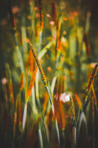 Close-up of flowering plant on land