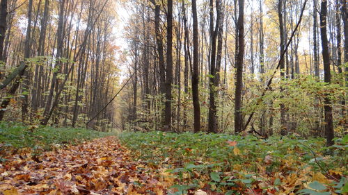 Fallen leaves in a forest