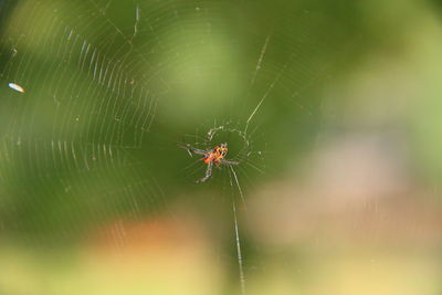 Close-up of spider on web