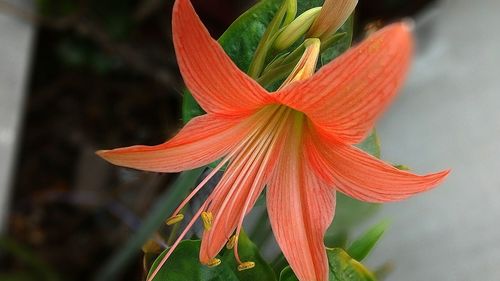 Close-up of day lily blooming outdoors