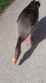 High angle view of bird on floor