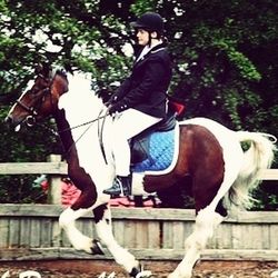 horse