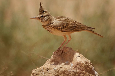 Close-up of bird eurasian skylark on rock