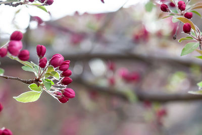 Close-up of pink cherry blossoms in spring