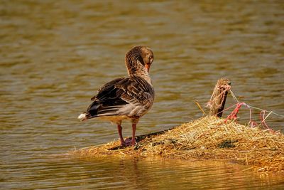 Duck swimming in lake