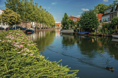 River amidst trees and buildings against sky