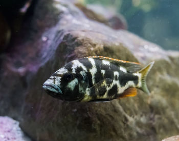 Close-up of fish swimming in sea