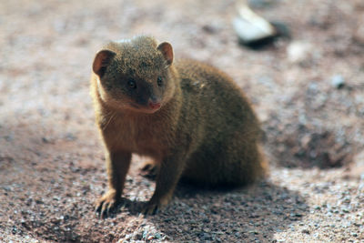 animal