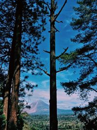 Trees in forest against sky