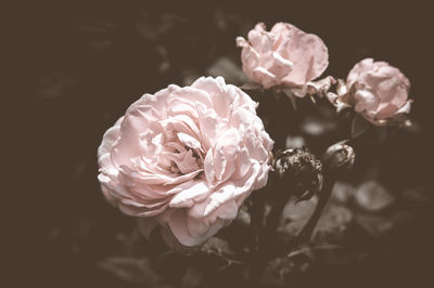Close-up of rose blooming outdoors