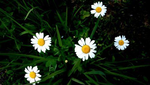 Close-up of white daisy flowers