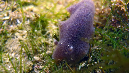 Close-up of fish swimming in sea