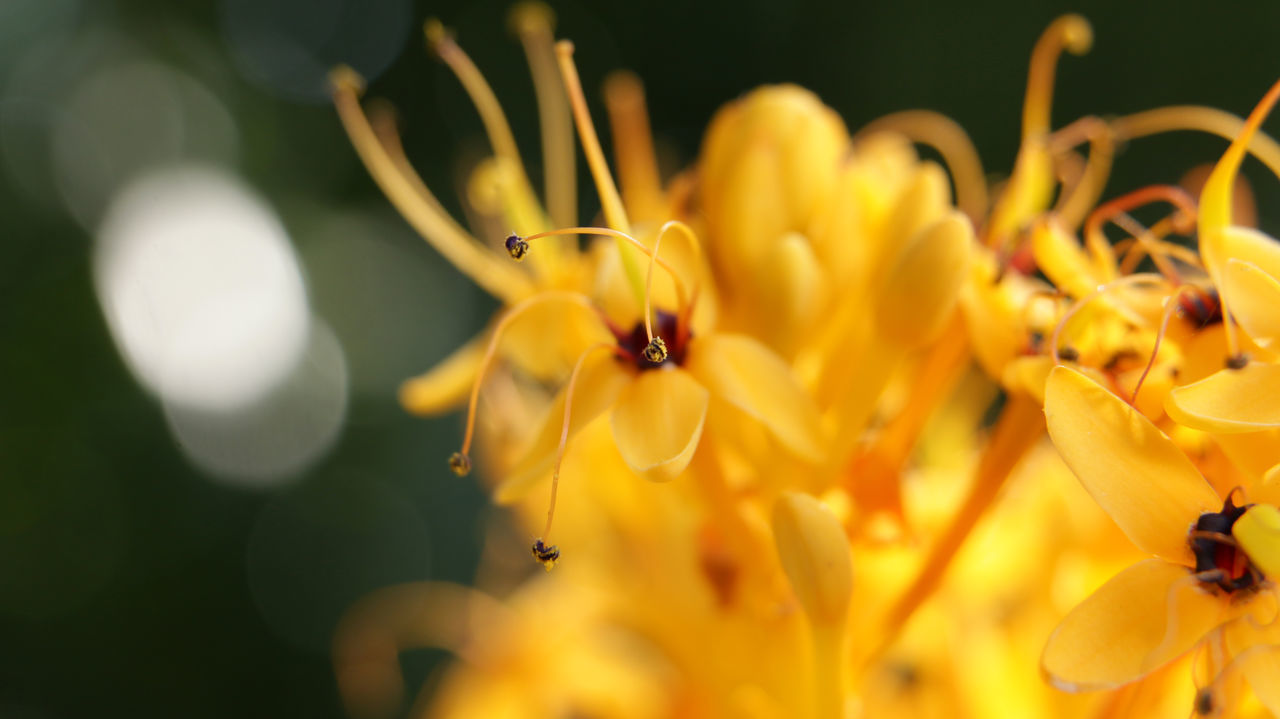 CLOSE-UP OF HONEY BEE ON YELLOW FLOWER