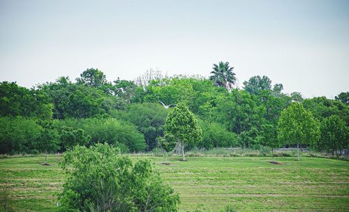 Trees on field against clear sky