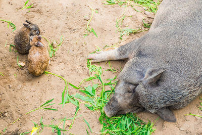 High angle view of animal sleeping