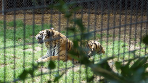 Tiger on grass