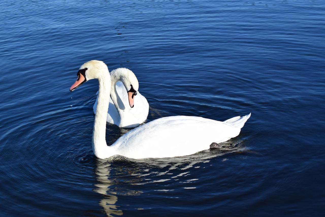 SWAN FLOATING IN LAKE