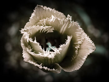 Close-up of white flowering plant