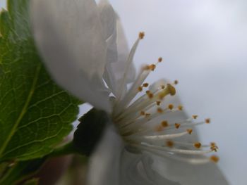 Close-up of white flower