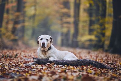 Portrait of dog sitting in forest during autumn