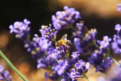 Close-up of bee pollinating on purple flower