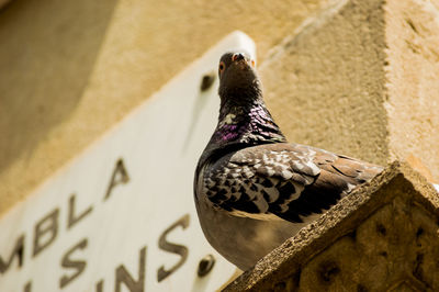 Close-up of pigeon on wall