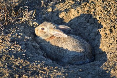 Cottontail sylvilagus audubonii also known as audubon's  leporidae colorado  boulder, united states