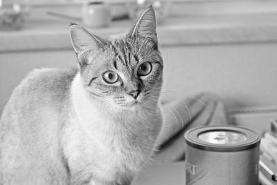 Close-up portrait of cat