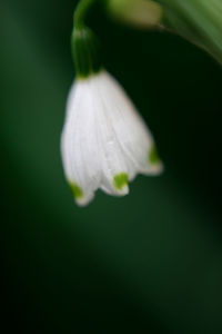 Close-up of white flower