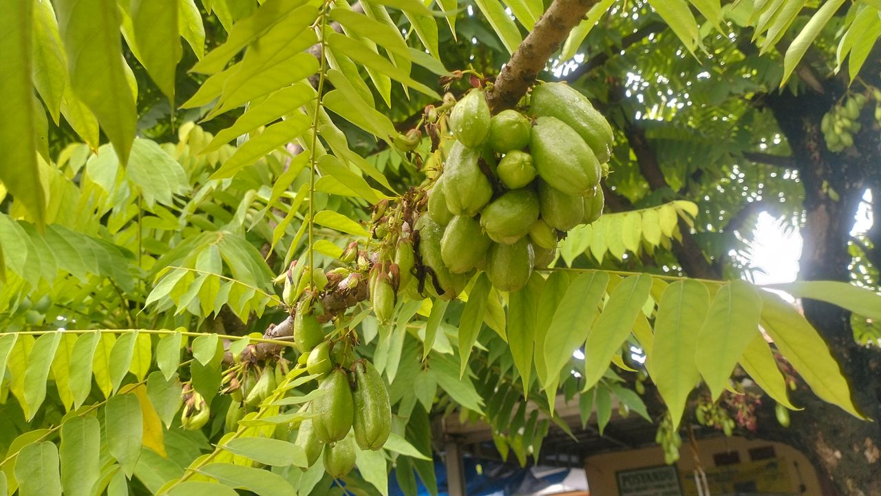 fruit, tree, healthy eating, food and drink, plant, food, growth, green, leaf, plant part, freshness, wellbeing, nature, banana, tropical fruit, no people, produce, low angle view, banana tree, day, tropical climate, agriculture, outdoors, hanging, beauty in nature, flower, branch, ripe, cooking plantain, palm tree