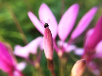 Close-up of bee on purple flower