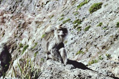 Shadow of man sitting on rock