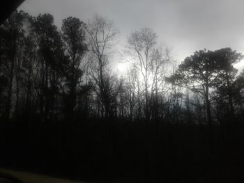 Low angle view of trees against sky