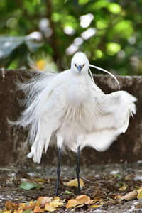 Close-up of bird